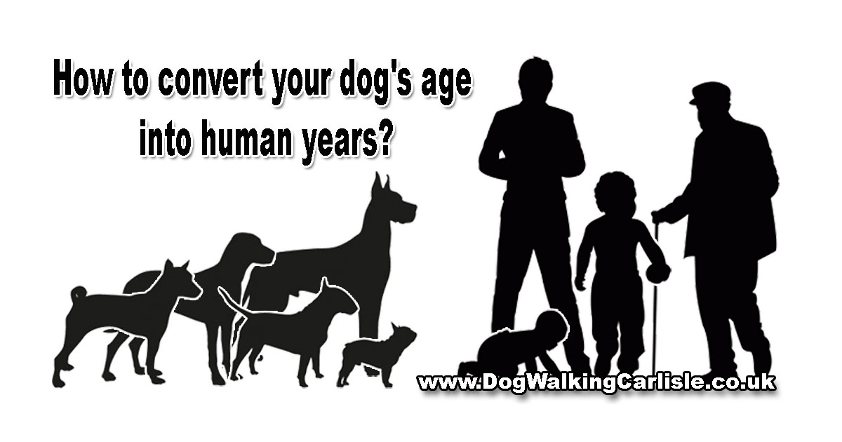 How to convert your dog’s age into human years?